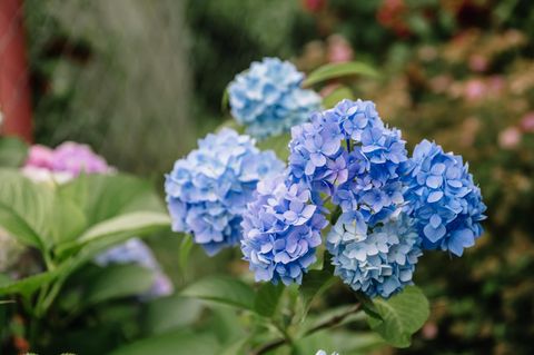 Hortensien düngen: Blau blühende Hortensie