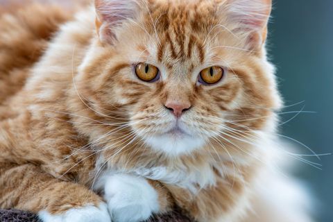 Katze: Haustier-Bestatter entsorgte Tausende Tiere auf Mülldeponie