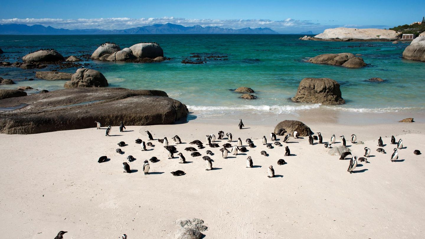 Boulders Beach, Südafrika