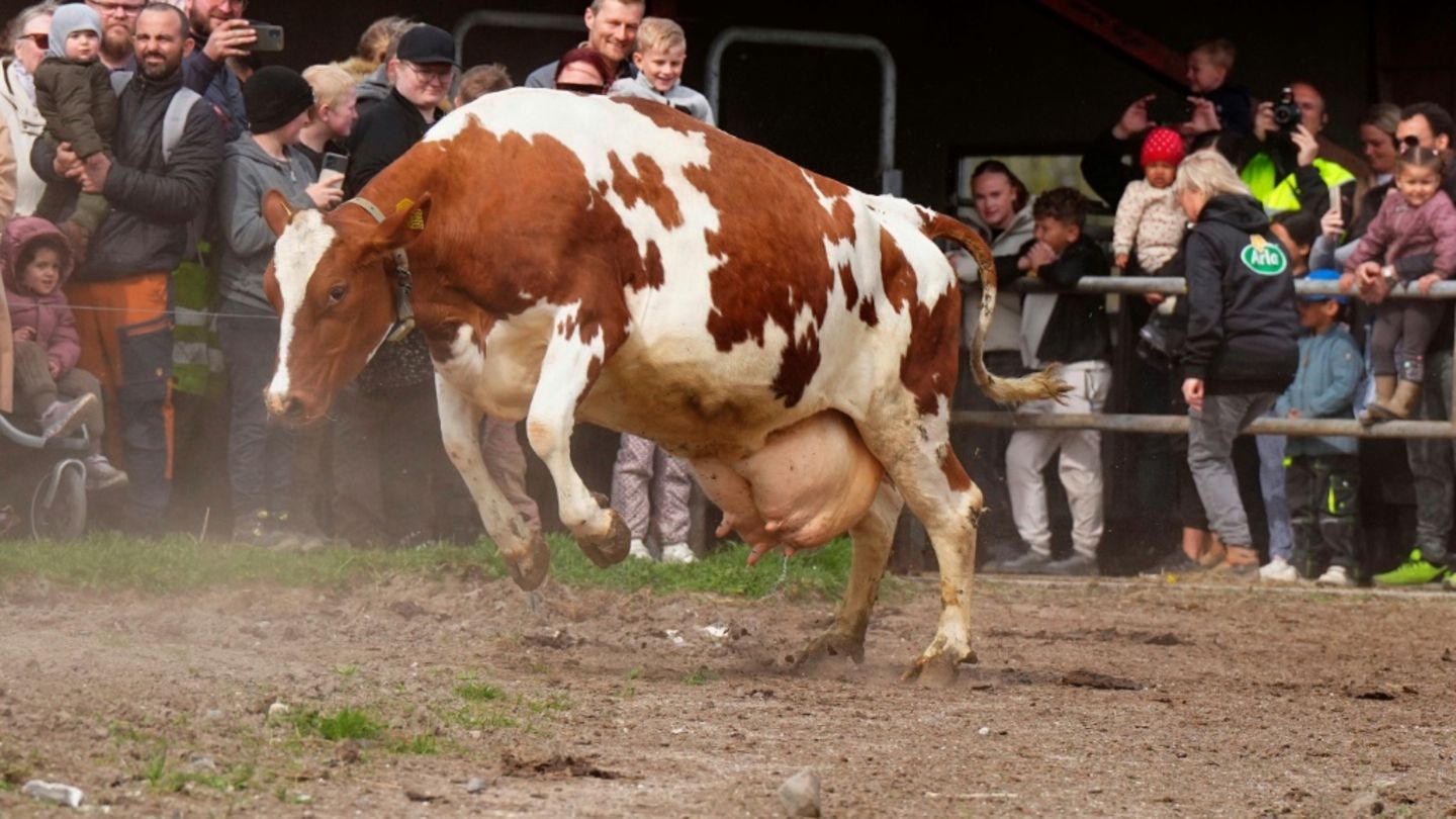 Springende Kuh in Dänemark