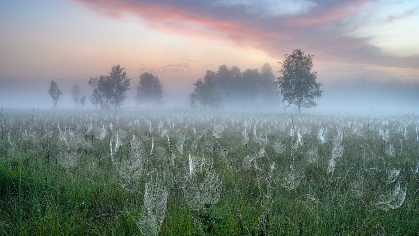 Im Nebel erscheinen die feuchten Spinnennetze im Kochelmoos wie fremdartige Blumen. Mit seinem Bild "Misty Morning" fängt der Fotograf gekonnt die besondere Stimmung der Moorlandschaft unter den zarten Pastelltönen des Morgenhimmels ein.