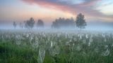 Im Nebel erscheinen die feuchten Spinnennetze im Kochelmoos wie fremdartige Blumen. Mit seinem Bild "Misty Morning" fängt der Fotograf gekonnt die besondere Stimmung der Moorlandschaft unter den zarten Pastelltönen des Morgenhimmels ein.
