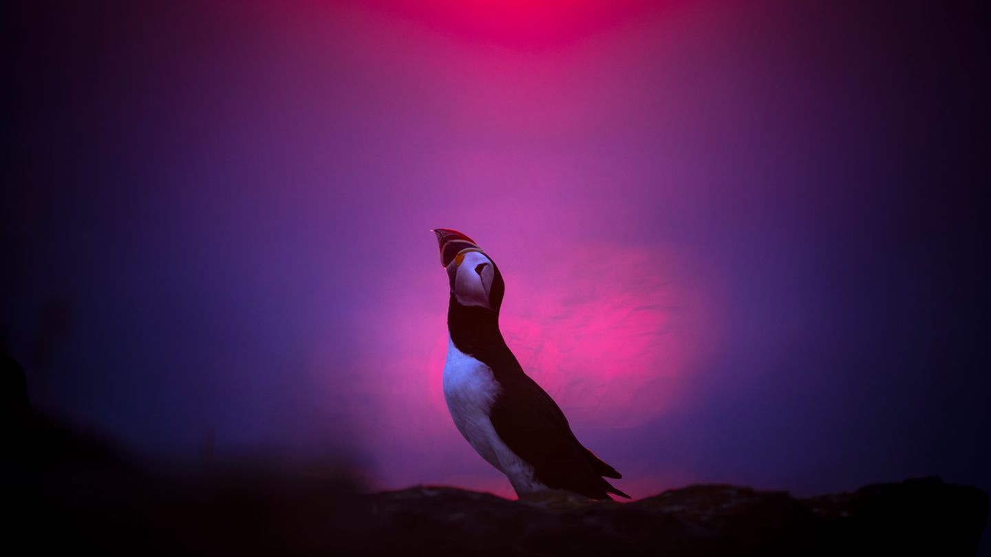 Vierter Platz in der Kategorie "Vögel": Karsten Mosebach In wunderschönen Purpurtönen leuchtet die Umgebung auf diesem eindrucksvollen Bild eines Papageientauchers. Die stolze Haltung ist Programm: Karsten Mosebach porträtiert hier das Imponiergehabe des Tiers während der Balzzeit auf Neufundland.