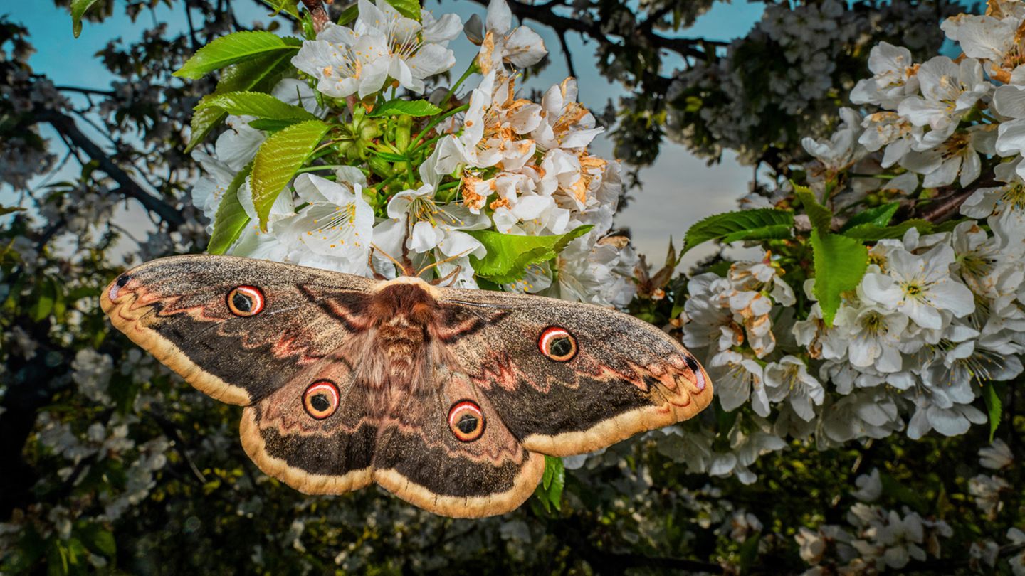 Auf einer erblühenden Streuobstwiese entstand dieses Foto eines stattlichen Frühlingsboten: Wiener Nachtpfauenaugen sind die größten Schmetterlinge Europas.  