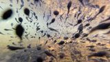 Die Aufnahme könnte aus einem Science-Fiction-Film stammen: Simone Baumeister zeigt Zigtausende Erdkröten-Kaulquappen, die im seichten Wasser der Uferlinie umherschwimmen. Der fotografische Einblick gelang ihr, indem sie die Kamera in einen Unterwasserbeutel steckte. 
