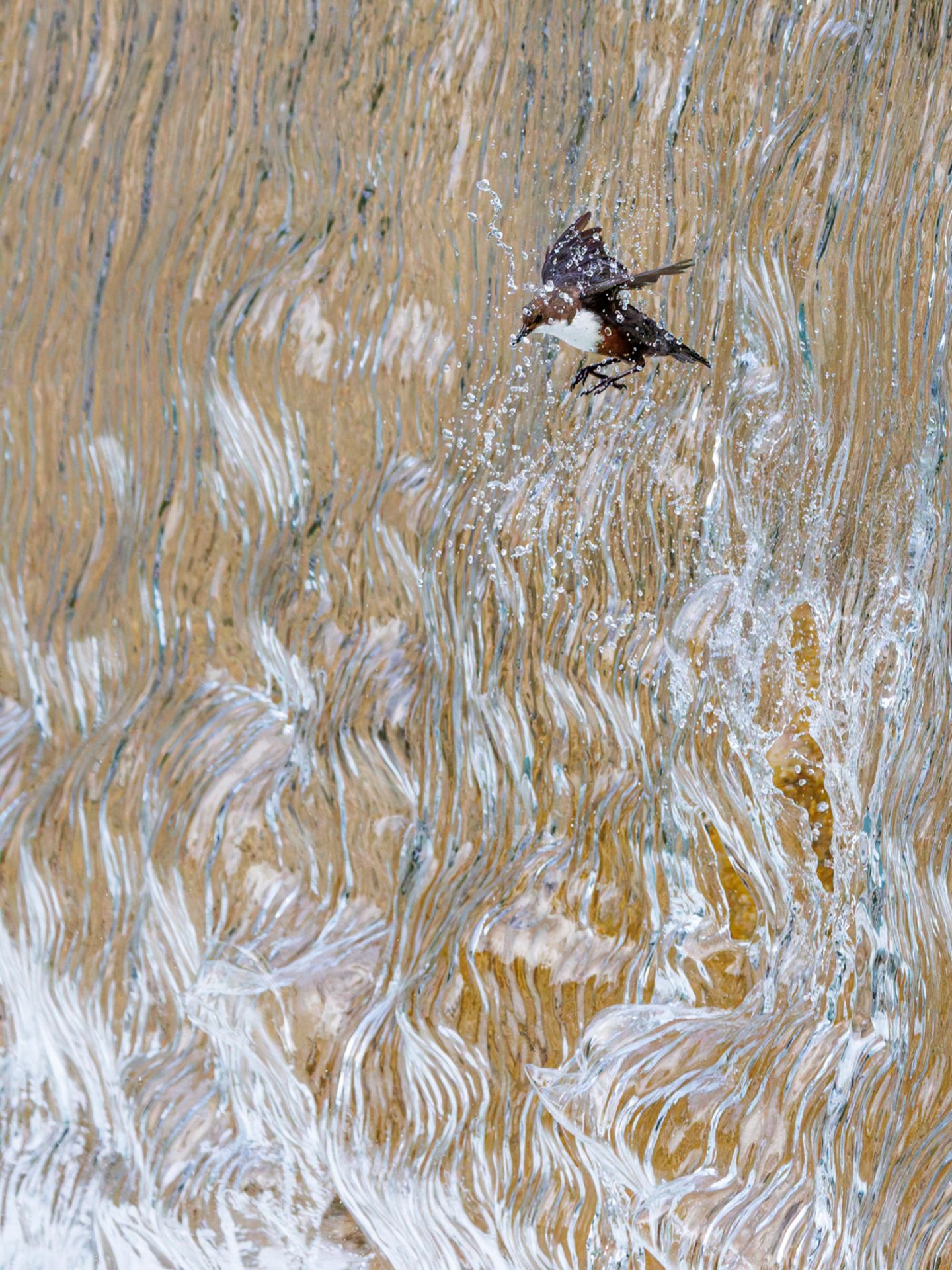 Dank modernster digitaler Kameratechnik gelang Konrad Wothe diese spektakuläre Aufnahme einer Amsel, die durch einen Wasserfall fliegt. Das Tier hatte hinter dem dichten Wasservorhang sein Nest gebaut und flog deshalb häufig hindurch. Dennoch war es schwierig, die Amsel im richtigen Moment zu erwischen. "Ich habe aufgehört zu zählen, wie oft ich zur Wasseramsel gefahren bin, bis ich mit den Ergebnissen einigermaßen zufrieden war", erzählt Wothe. Doch schließlich war es so weit: Ihm gelang ein scharfer Schnappschuss im richtigen Augenblick. Das Bild macht ihn zum Gesamtsieger des GDT-Fotowettbewerbs und damit zum "Naturfotografen des Jahres".