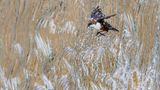 Dank modernster digitaler Kameratechnik gelang Konrad Wothe diese spektakuläre Aufnahme einer Amsel, die durch einen Wasserfall fliegt. Das Tier hatte hinter dem dichten Wasservorhang sein Nest gebaut und flog deshalb häufig hindurch. Dennoch war es schwierig, die Amsel im richtigen Moment zu erwischen. "Ich habe aufgehört zu zählen, wie oft ich zur Wasseramsel gefahren bin, bis ich mit den Ergebnissen einigermaßen zufrieden war", erzählt Wothe. Doch schließlich war es so weit: Ihm gelang ein scharfer Schnappschuss im richtigen Augenblick. Das Bild macht ihn zum Gesamtsieger des GDT-Fotowettbewerbs und damit zum "Naturfotografen des Jahres".