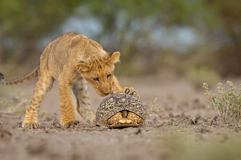Kann ich das essen oder damit spielen? Ein junger Löwe untersucht neugierig eine Schildkröte, die sich in ihren schützenden Panzer zurückgezogen hat. Jens Cullmann fing die Szene in der Kalahari-Trockensavanne in Botswana ein. 