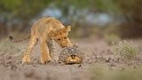 Kann ich das essen oder damit spielen? Ein junger Löwe untersucht neugierig eine Schildkröte, die sich in ihren schützenden Panzer zurückgezogen hat. Jens Cullmann fing die Szene in der Kalahari-Trockensavanne in Botswana ein. 