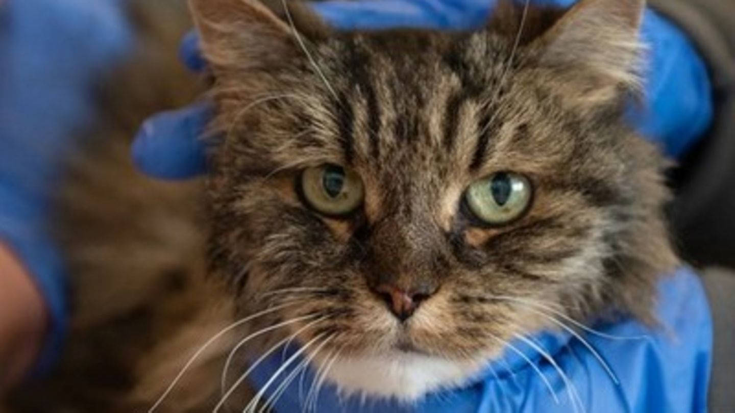 Nationalpark in Utah: Ehepaar stirbt bei Sturz in Schlucht – Katze überlebt kaum verletzt