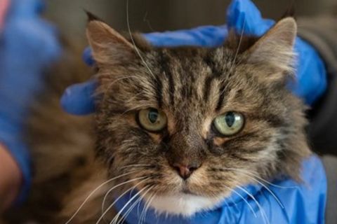 Die Katze Tier überstand den Sturz im  Bryce Canyon Nationalpark