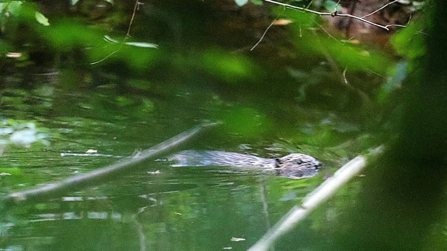 Ein Biber schwimmt in einem Fluss.