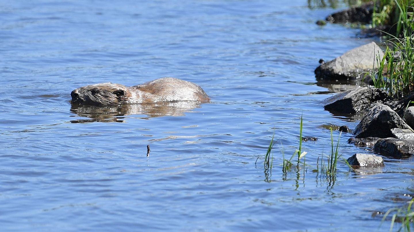 Ein Biber im Wasser (Symbolbild)