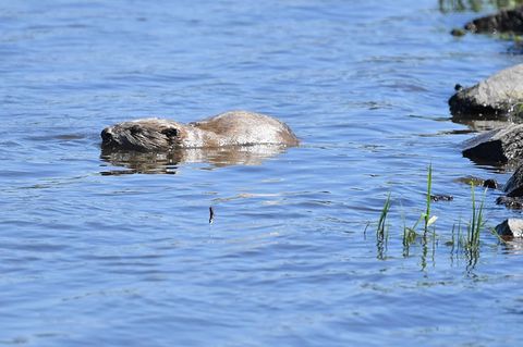 Ein Biber im Wasser (Symbolbild)