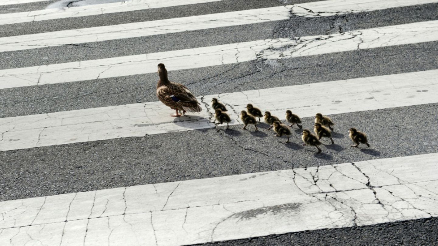 Entenfamilie überquert Straße
