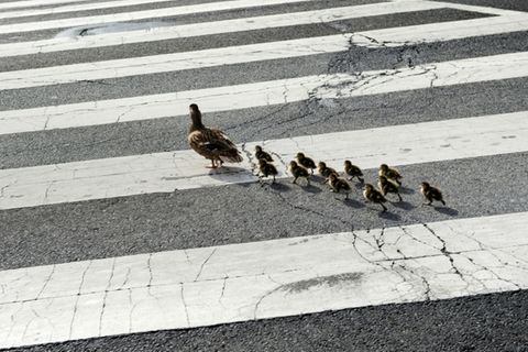 Entenfamilie überquert Straße