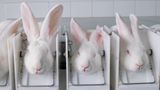 Kaninchen im Laborversuch