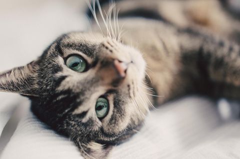 Katze