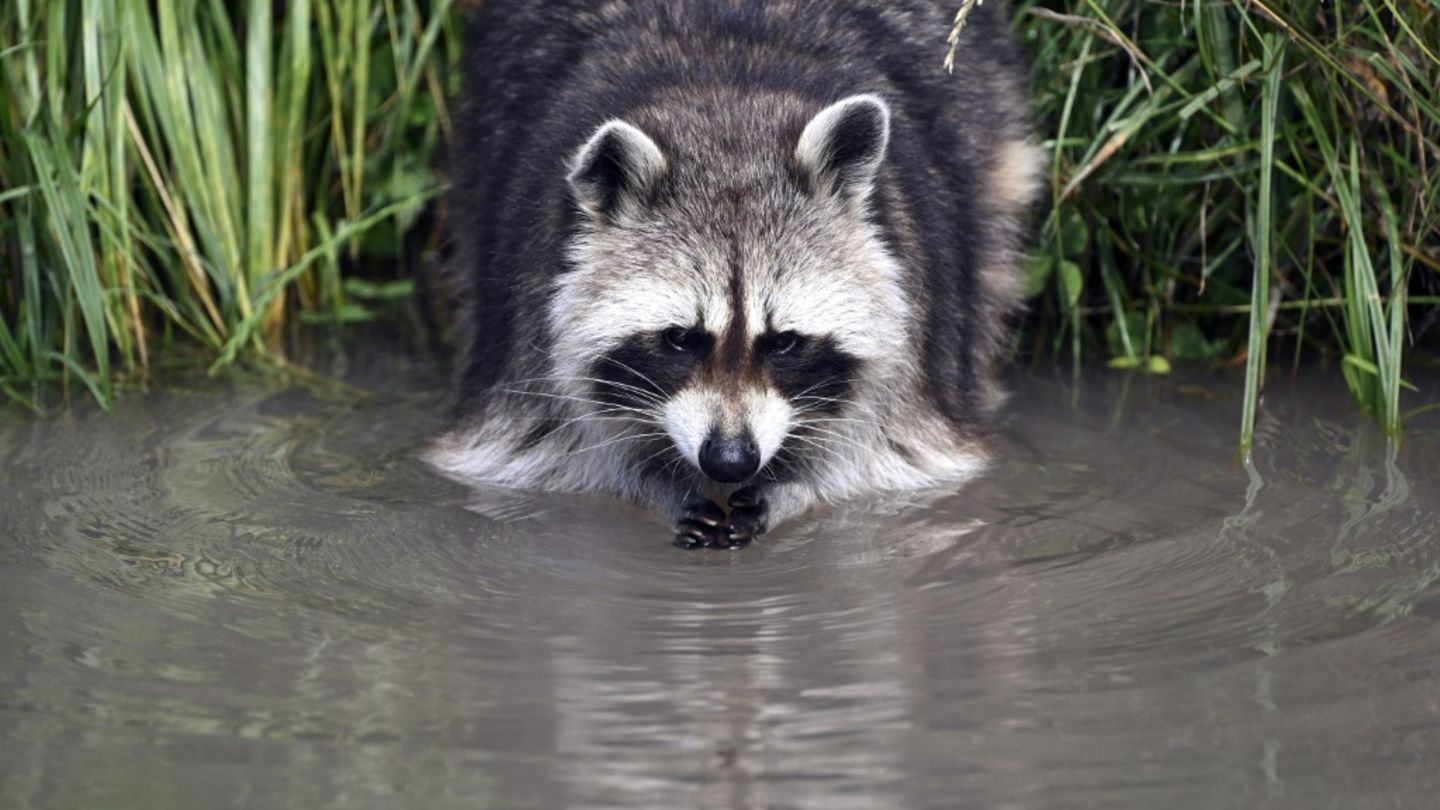 Waschbär