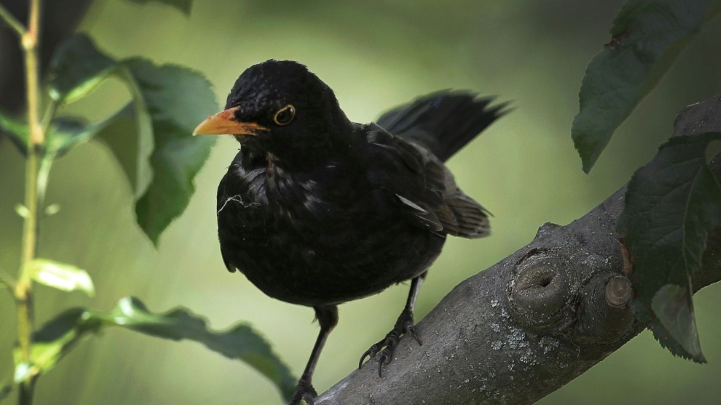 Amsel auf Ast