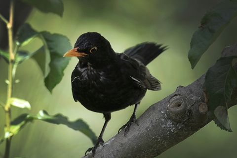 Amsel auf Ast