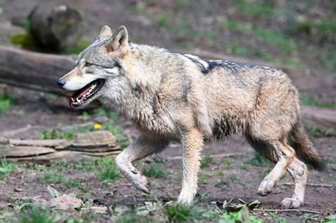 Wolf