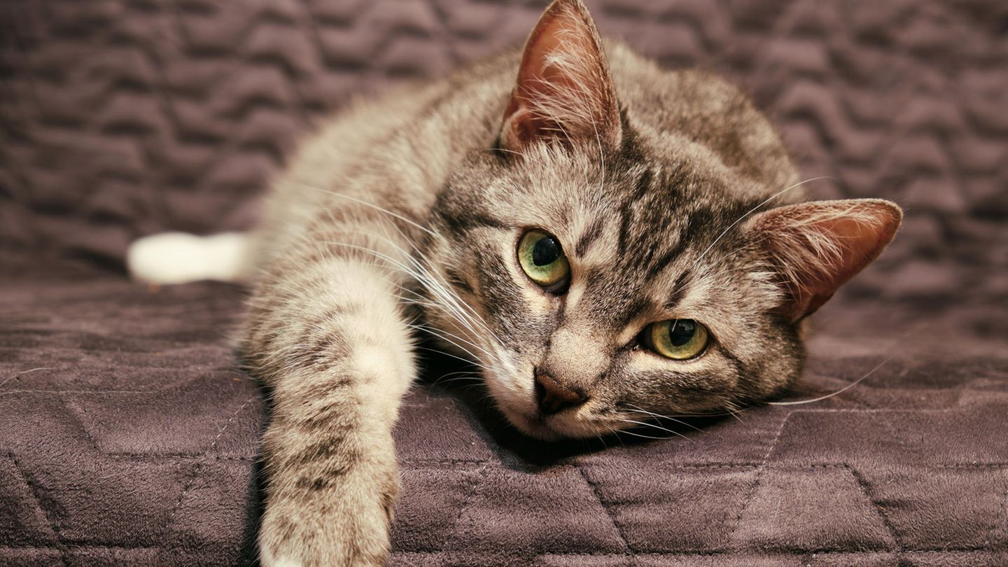 Liegende Katze