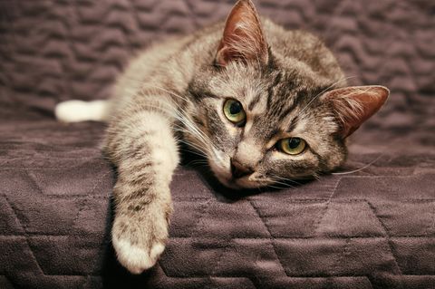 Liegende Katze