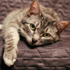 Liegende Katze