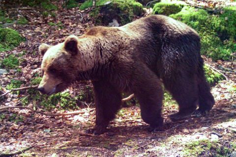 Braunbär in den Pyrenäen
