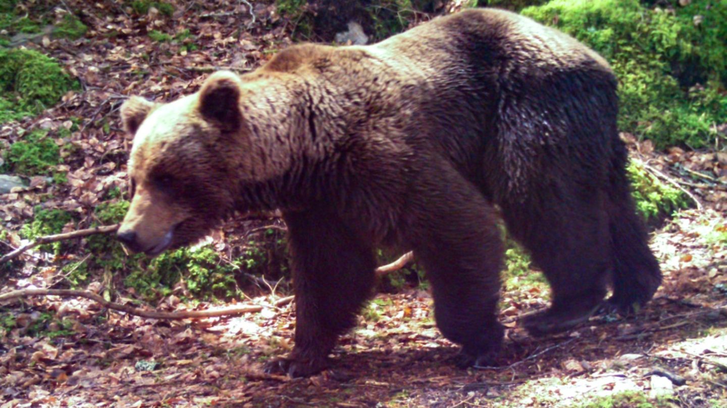 Braunbär in den Pyrenäen