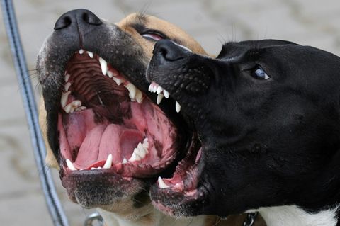 Pit Bulls