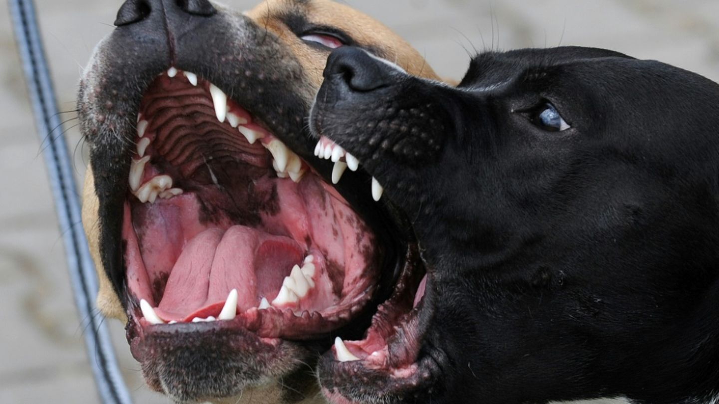 Pit Bulls