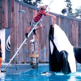 Jesse und sein Freund der Orca Willy im Freizeitpark