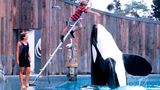 Jesse und sein Freund der Orca Willy im Freizeitpark