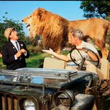 Filmtiere Löwe Clarence in Daktari