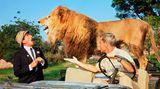 Filmtiere Löwe Clarence in Daktari