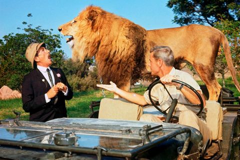 Filmtiere Löwe Clarence in Daktari