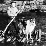 Filmtiere Lassie mit seinem Herrchen, dem Jungen Timmy Martin auf einem Floß aus Baumstämmen