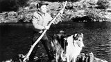 Filmtiere Lassie mit seinem Herrchen, dem Jungen Timmy Martin auf einem Floß aus Baumstämmen