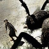 Filmtiere Riesenameise in Schwarz-Weiß attackiert Frau