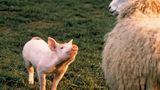 Filmstar Schweinchen Babe mit einem Schaf