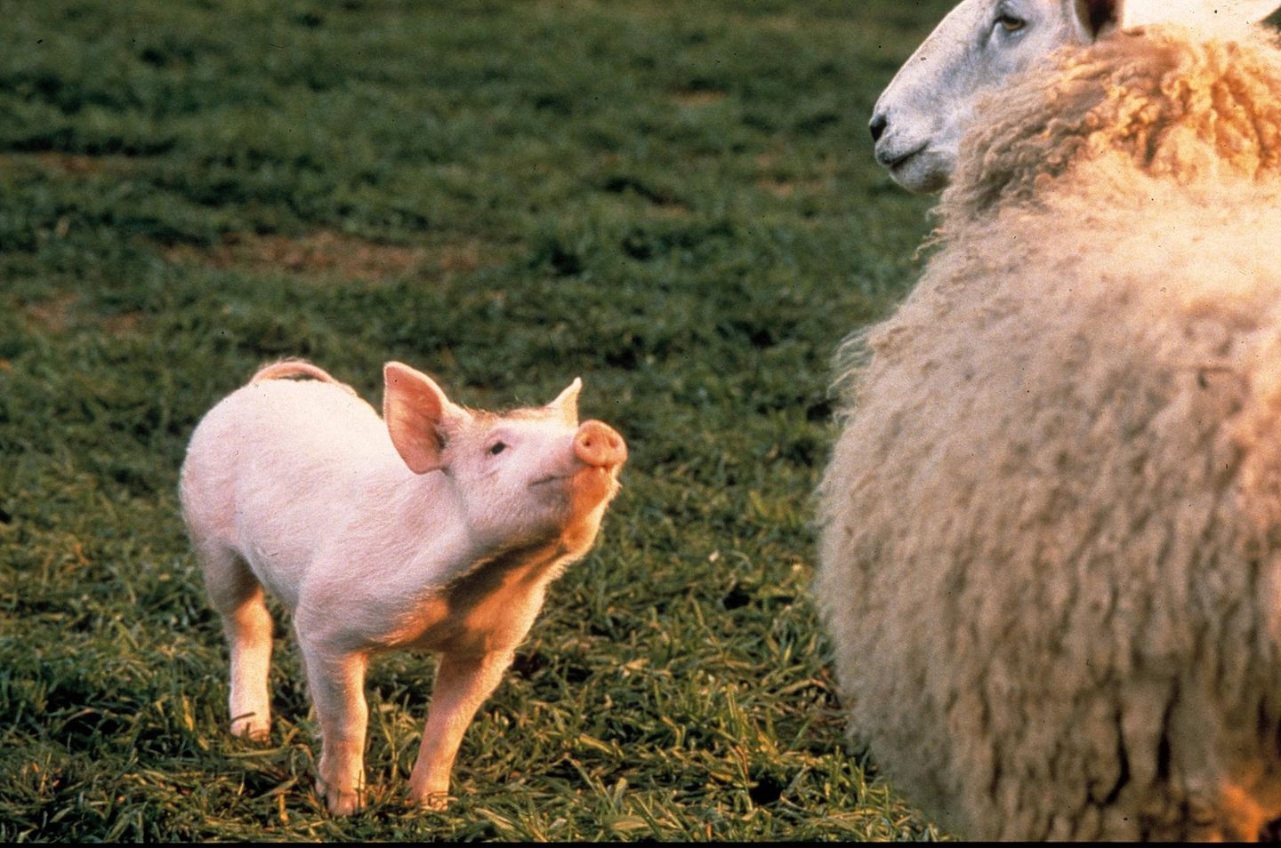 Filmstar Schweinchen Babe mit einem Schaf Filmstar Schweinchen Babe mit einem Schaf