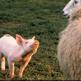 Filmstar Schweinchen Babe mit einem Schaf