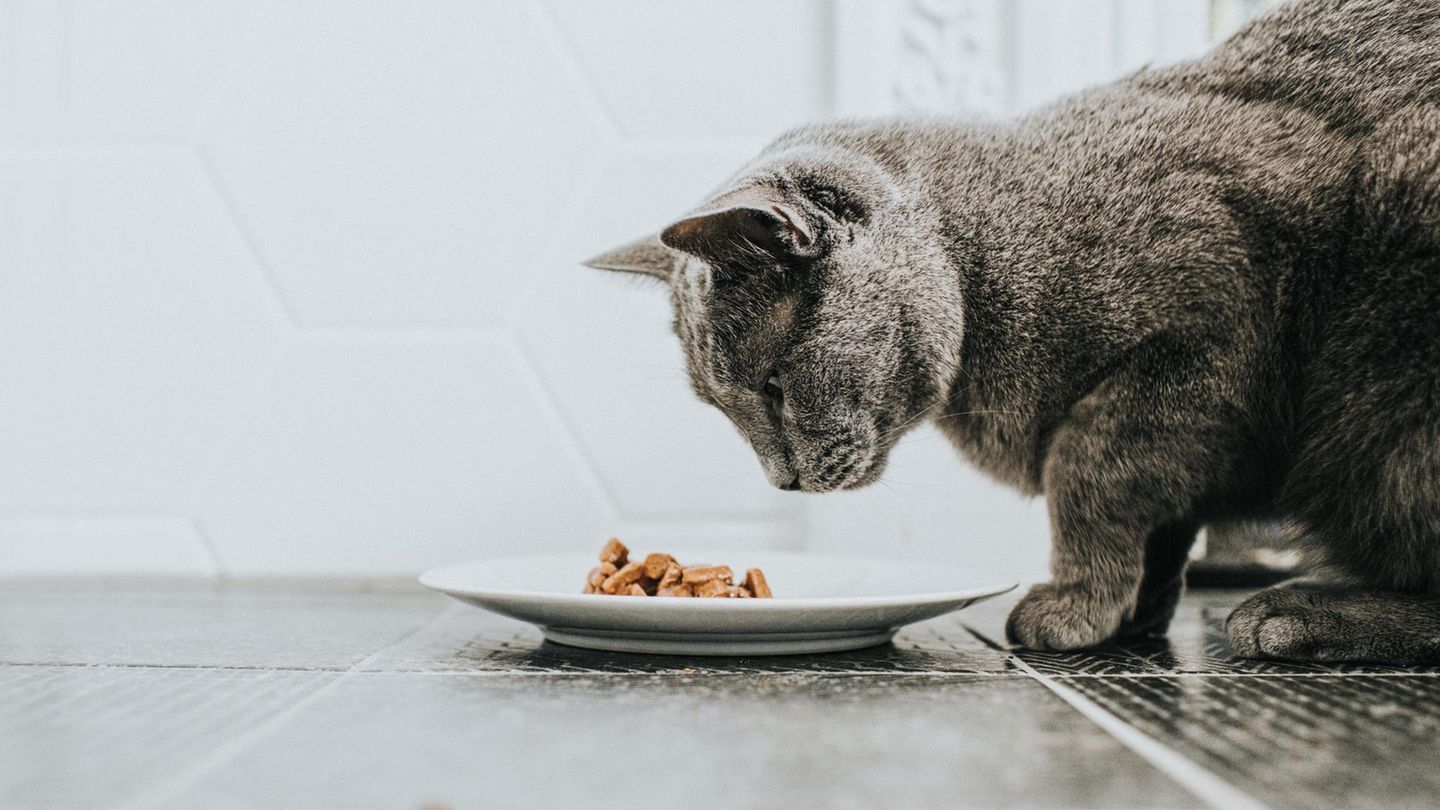 Katze mit Futter