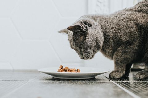 Katze mit Futter