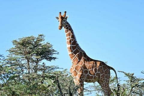 Netzgiraffe in Kenia