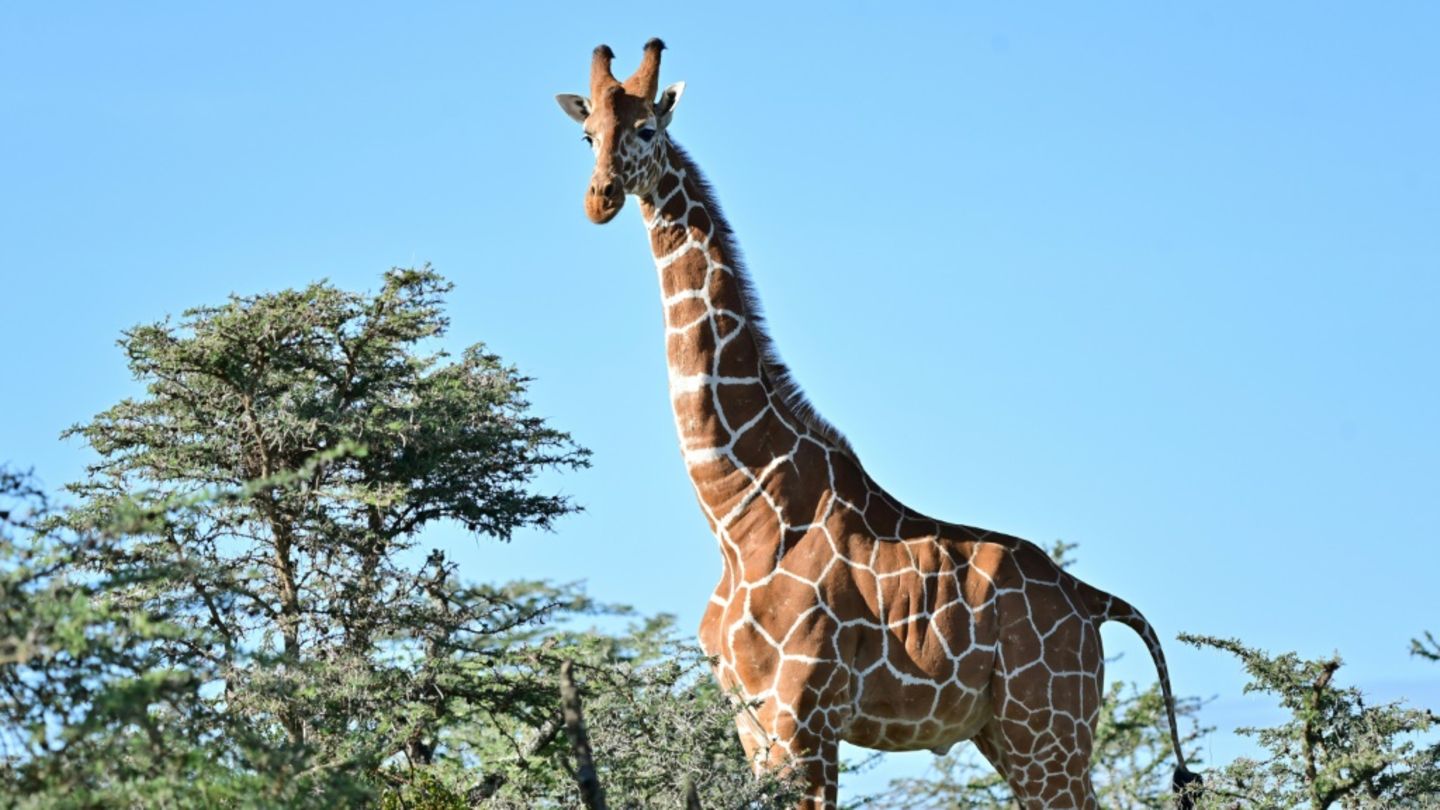 Netzgiraffe in Kenia