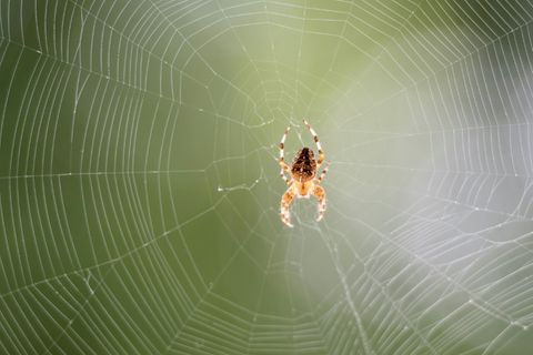 Gartenkreuzspinne in ihrem Netz
