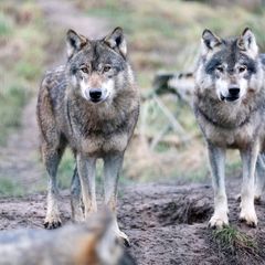 Wolf